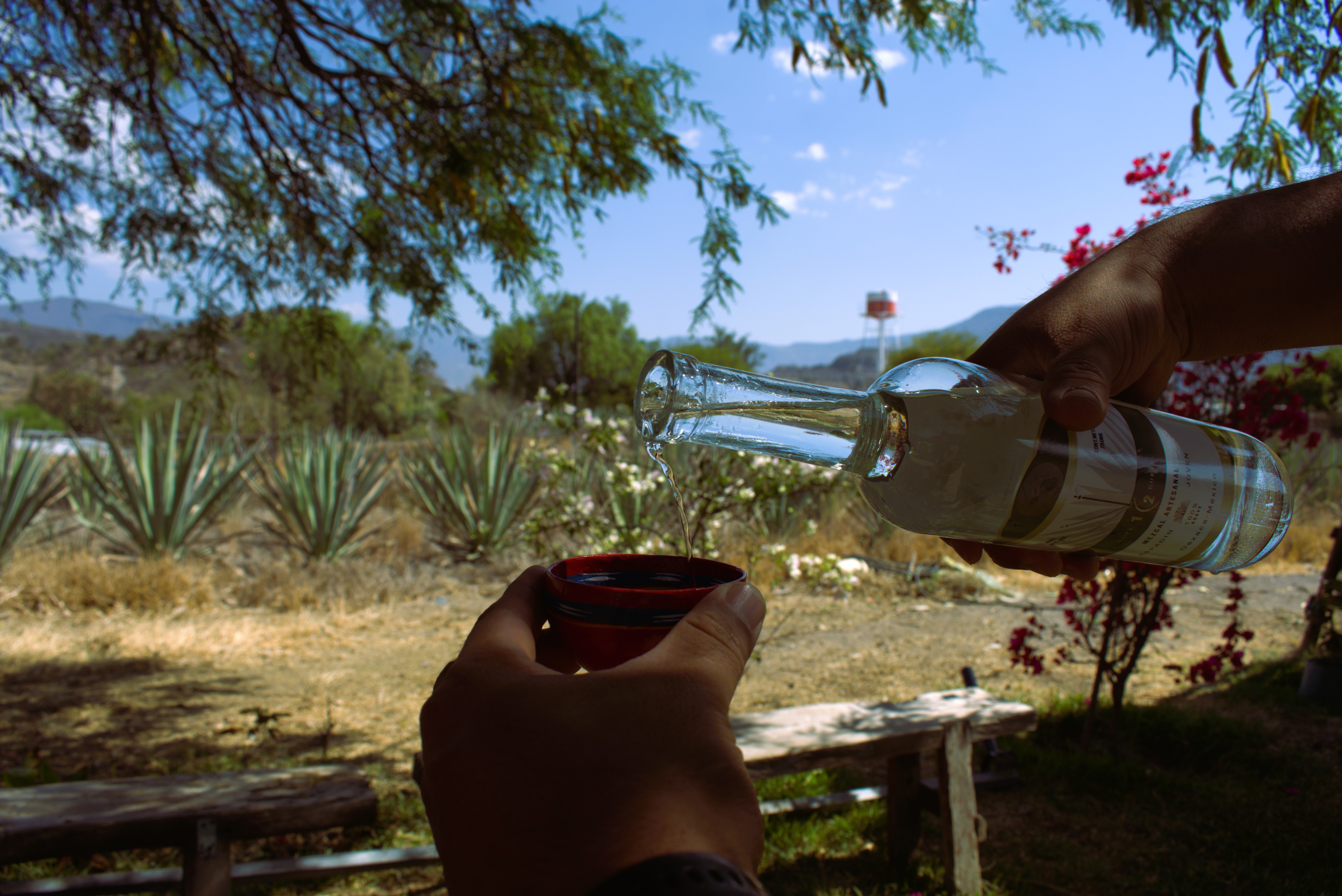 Campo de Agave